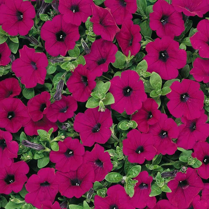 Outsidepride Wave Petunia Seeds - 15 Pcs Annual, Long-Blooming, Classic