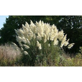 1.000 Seeds Pampas Grass White Cortaderia edlcy (Seeds)