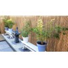MGP Bamboo Slat Rolled Fence