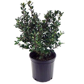 Ilex X meserveae 'Blue Prince' (Blue Holly) Evergreen, #2 - Size Container