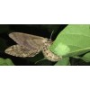 Catalpa, Southern Catalpa Tree Seeds, (For Raising Catalpa Worms) Catfish
