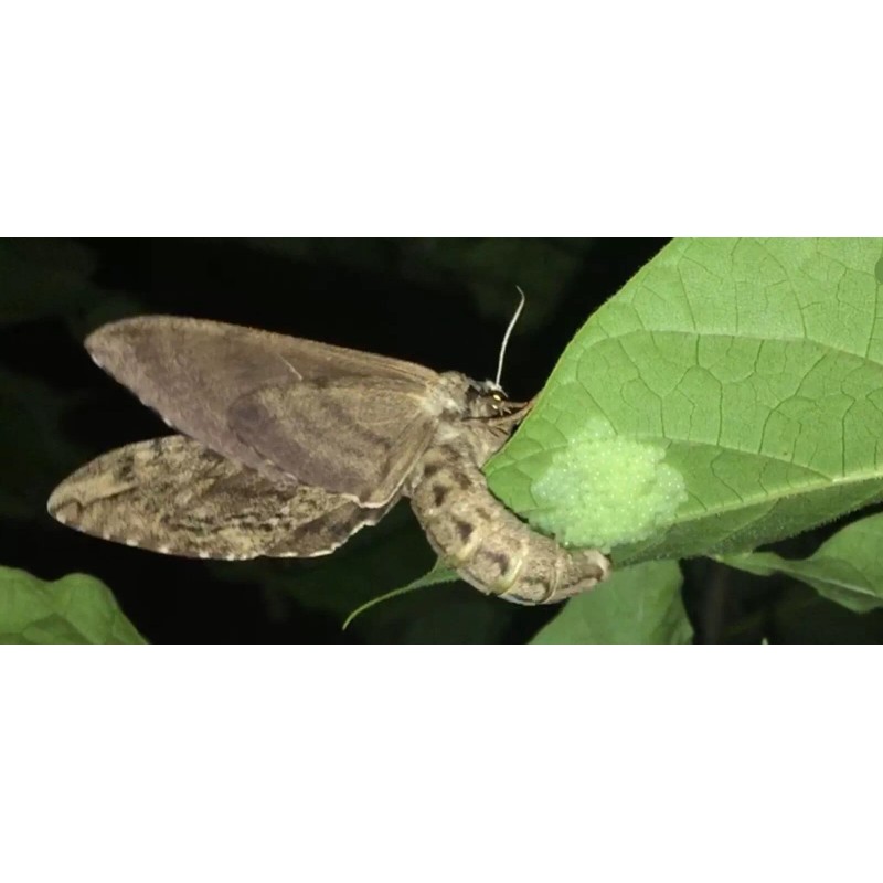 Catalpa, Southern Catalpa Tree Seeds, (For Raising Catalpa Worms) Catfish