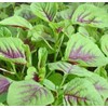 tek7070 350++ Red Amaranth Seeds, Chinese Spinach Seeds Amaranth, Yin Cho or Callaloo