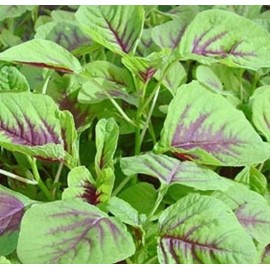 tek7070 350++ Red Amaranth Seeds, Chinese Spinach Seeds Amaranth, Yin Cho or Callaloo