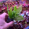 SubstrateSource Java Fern Live Aquarium Plants - Potted Freshwater Plant