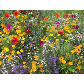 Hummingbird/Butterfly Wildflower Mix