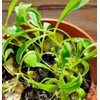 Engagement seeds | Gift for an engagement | Wildflower seeds
