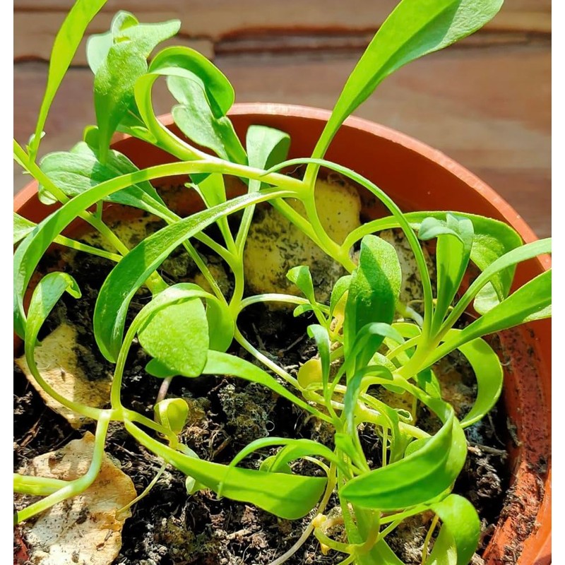 Engagement seeds | Gift for an engagement | Wildflower seeds