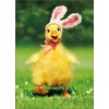 Duckling Bunny Funny Easter Card