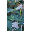 Home Grown 170÷180 Seeds. Datura Stramonium, Jimson Weed, Thorn Apple