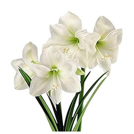 Denver Amaryllis Bulb – White Amaryllis – 28-30 cm Bare Root Bulb – 1-2 Stems with Up to 8 Flowers – Ideal for Indoor & Outdoor Planting – Elegant Seasonal Blooms