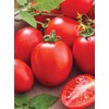 NIKA SEEDS - Seeds Vegetable Tomato Glory Red - 25
