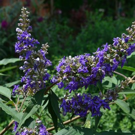 Generic Vitex First Editions Delta Blues, Aromatic Foliage, Blue-Purple Flower Spikes, Ornamental Appeal, 3 gal, Nursery Pot, Green