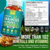 MENXI 2px Organic Sea Moss Gummies 2000mg - Irish sea