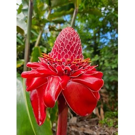 It Blooms Torch Ginger Plant Rhizome 3pc / Wild Ginger Rhizomes/Etlingera elatior Shampoo Ginger Live Plant/Fresh Roots Raw/Torch Ginger Roots for Planting