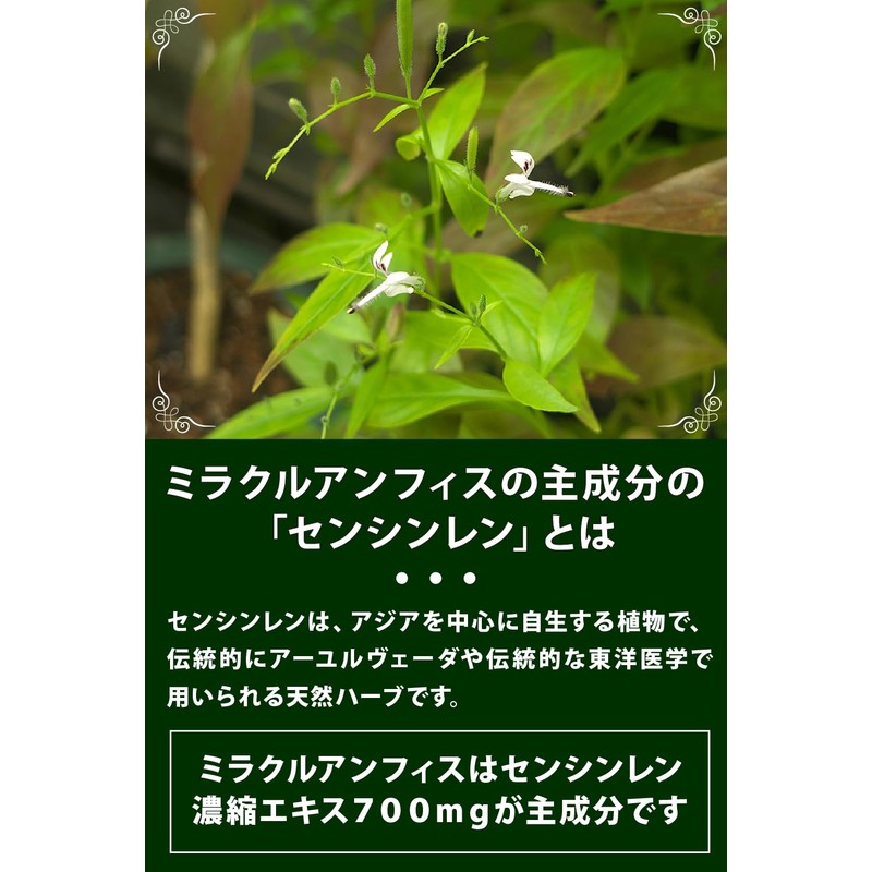 飲み会 サプリ 個包装 20包 ミラクルアンフィス＋11 お酒 アルコール センシンレン 肝臓エキス オルニチン