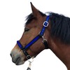 Halter for Horses Coldblood | Halter XXfull, Stable Halter Adjustable