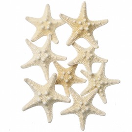 Tokyodo FD005553-zzz Dried Flower Cobb Starfish Mini, Approx. L 1.2 - 2.4 inches (3.0 - 6.0 cm), 6 Packs