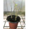 Goji Berry Cuttings With Pot Live Goji Berry Plant With