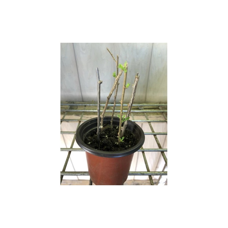 Goji Berry Cuttings With Pot Live Goji Berry Plant With