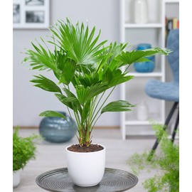 CEMEHA SEEDS - Seeds Chinese Fan Palm (Livistona chinensis) Indoor Perennial Tree for Planting