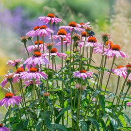Purple Coneflower Seeds (Echinacea) - 1 Ounce - Pink/Purple Flower Seeds, Heirloom Seed, Open Pollinated Seed Attracts Bees, Attracts Butterflies, Attracts Pollinators, Edible, Extended Bloom Time