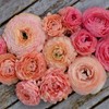 (10) LaBelle Champagne Ranunculus Corms Bulbs Tubers Spring Garden Flowers