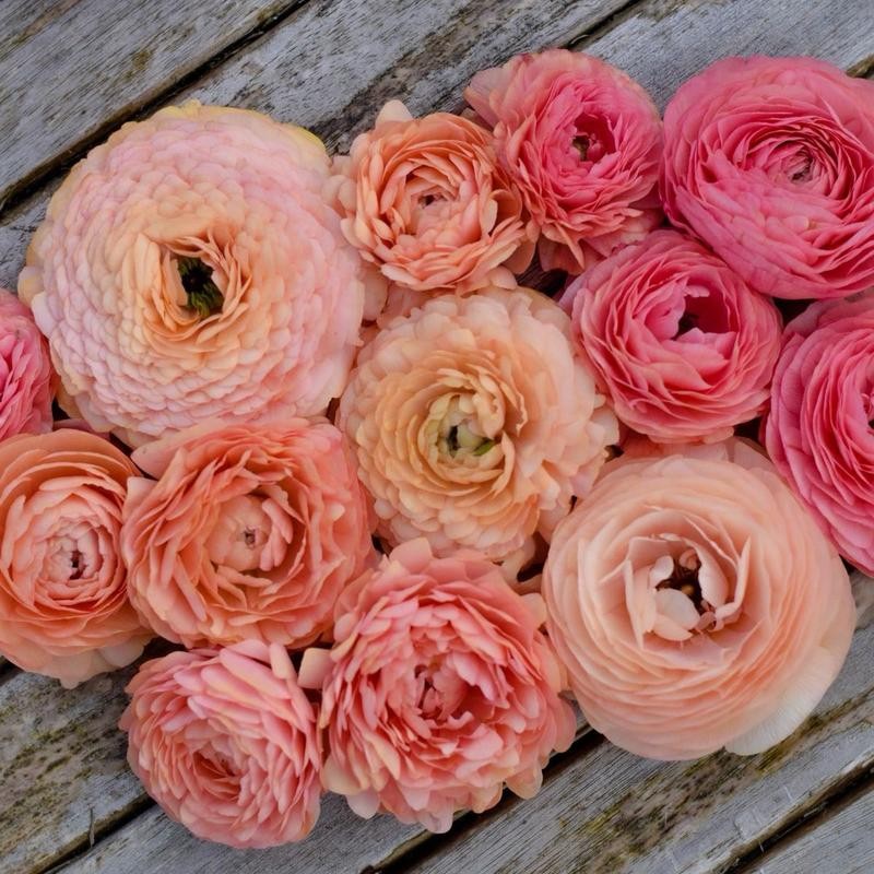 (10) LaBelle Champagne Ranunculus Corms Bulbs Tubers Spring Garden Flowers
