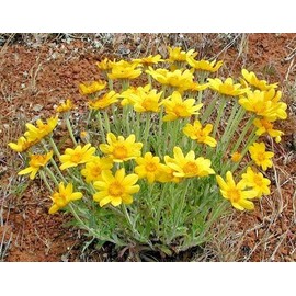 Little Seed Store 301+OREGON SUNSHINE Seeds Wooley Sunflower Native Wildflower Drought Poor Soils