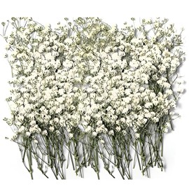 100Pcs Mini Dried Pressed White Baby’s Breath Flowers Bulk - Real Natural Flat Flowers for Epoxy Craft, Scrapbooking, Wedding Invitations, Home Decor, DIY Gifts for Crafters & Event Planners (100)