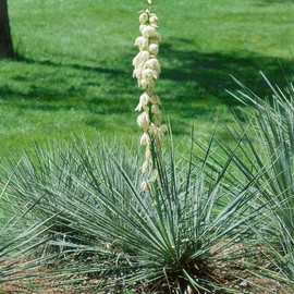 Outsidepride Soapweed Glauca Yucca Seeds for Planting - 100 Pcs Drought Tolerant Flower Seeds with Evergreen Foliage & Pollinator-Friendly Flowers, for Xeriscaping, Dry or Sandy Landscapes