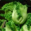American Seed 1000+ Kekkyu Takana, Oriental Mustard, Gai Choy, Brassica