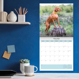 Baker and Bray Vizsla Calendar 2025, Large Square Wall Calendar With Organisational Stickers, 16 Month, Vizsla Gift Dog Calendar.