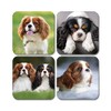 4 x Square Cavalier King Charles Spaniel Coasters - Pets