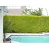 Podocarpus Macrophyllus Japanese Yew - 10 Live Plants 2" Pots