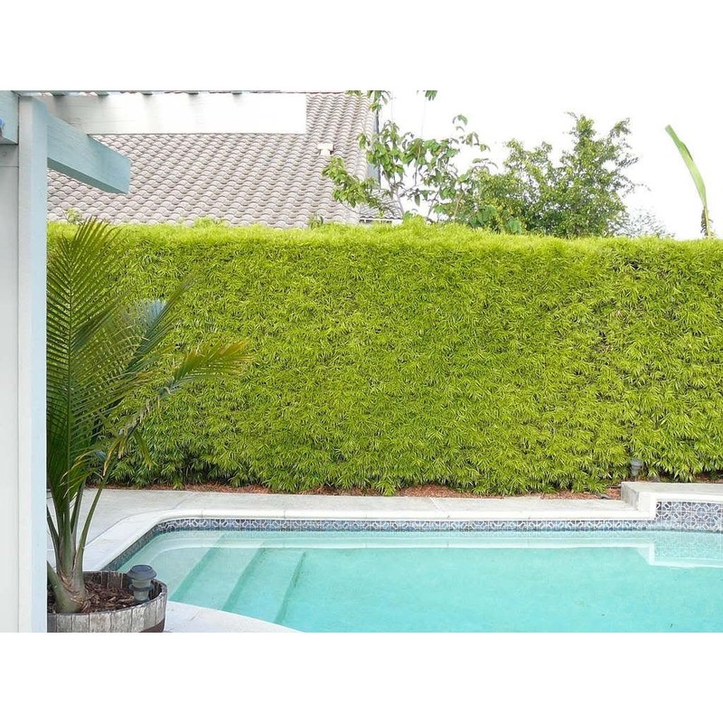 Podocarpus Macrophyllus Japanese Yew - 10 Live Plants 2" Pots