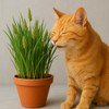 Seeds Cat Orchard Grass (Dactylis glomerata) Non GMO Heirloom 100