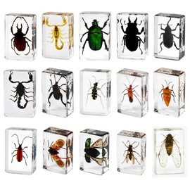 Small Size 15pcs Insect Specimens in Resin for Closer-Look & Study in Safe Healthy Manner, Novelty Fun & Educational for Preschool Classroom, Home Office Display Decor (15, Small 15pcs Insects)