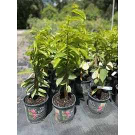 Tree SOURSOP TREE (Guanabana) Cây Mãng Cầu Xiêm. 2+ Feet Tall.