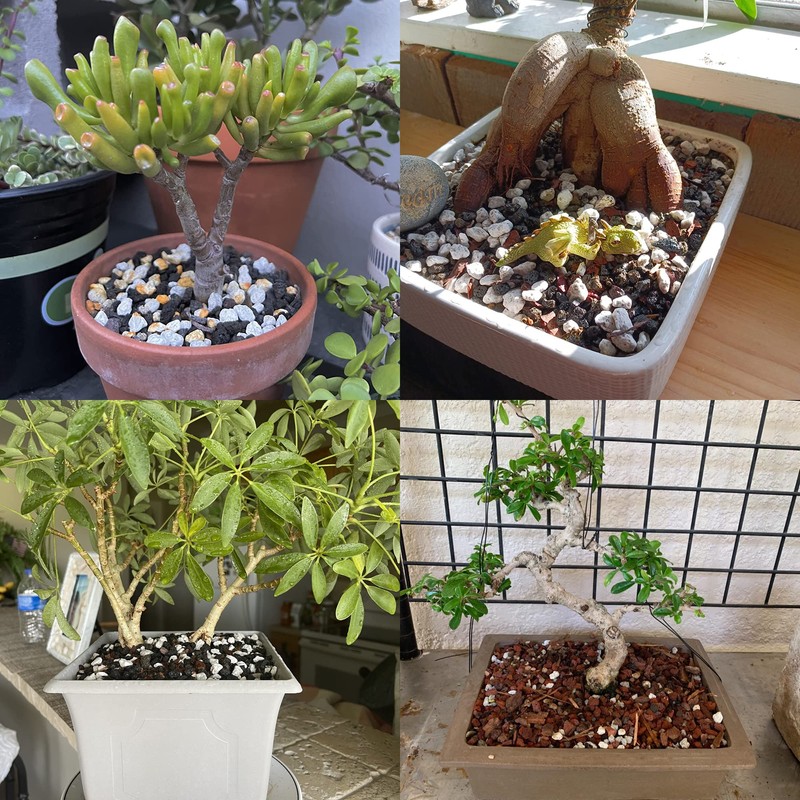 Horticultural Pumice for Plants Professional Sifted (20QT, 1/2 inch)