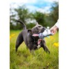 Rosewood Flingerz Rabbit Dog Toy Launcher - Interactive Fetch Toy