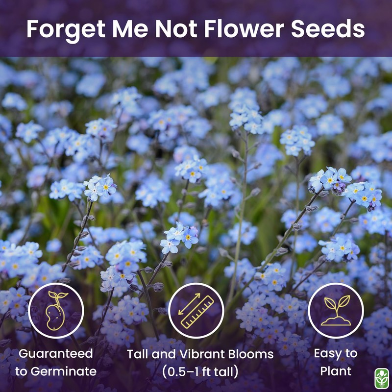 Forget Me Not Seeds - 5000 Flower Seeds - Perennial