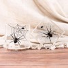 Taxidermy Spiders, 3pcs Real Insect Spider Specimens in Resin for
