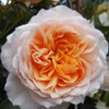 Own-Root One Gallon Ginger Syllabub English Legend Rose by Heirloom