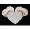 Set of 3 Heart Shaped Natural Scallop Shells (4") Beach