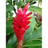 Red Hawaiian Ginger Alpinia Purpurata Roots and Plants Discount Hawaiian