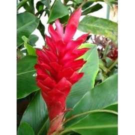 Red Hawaiian Ginger Alpinia Purpurata Roots and Plants Discount Hawaiian Gifts (1 Pack (2 Roots))