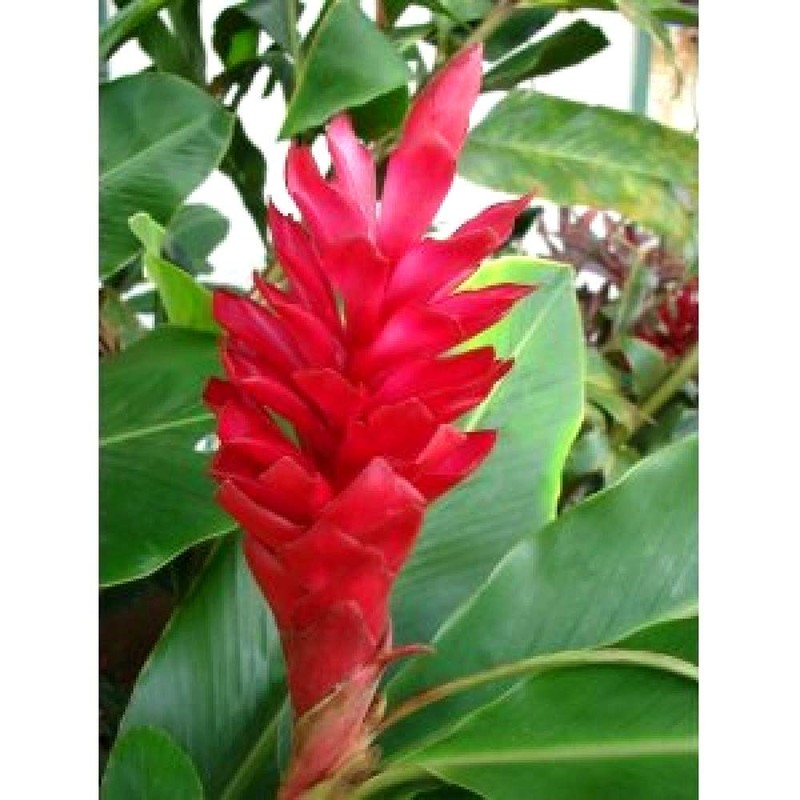 Red Hawaiian Ginger Alpinia Purpurata Roots and Plants Discount Hawaiian