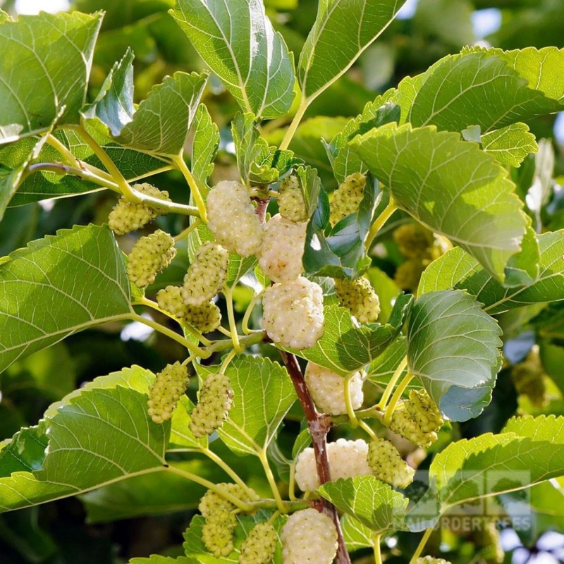 live plant 2-3 year old White Mulberry (Morus alba) plant,