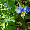 wandering jew 15 Spiderwort Day Lily Plants, Fresh Cuttings, Wandering